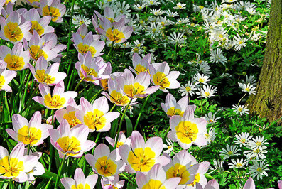 Tulip bakeri 'Lilac Wonder'
