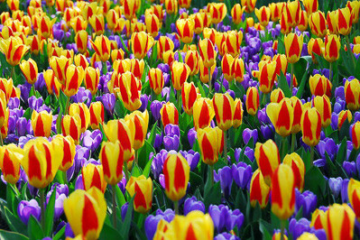 Crocus 'Remembrance', Tulip 'Stresa'