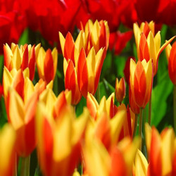 Tulip, Single Early Tulip, Single Late Tulip, Double Early Tulip, Double Late Tulip, Lily Tulip, Fringed Tulip, Greigii Tulip, Parrot Tulip, Spring Flowers