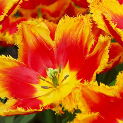 Tulip, Single Early Tulip, Single Late Tulip, Double Early Tulip, Double Late Tulip, Lily Tulip, Fringed Tulip, Greigii Tulip, Parrot Tulip, Spring Flowers