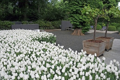 Contempory white garden, white spring flowers, Muscari botryoides, Anemone blanda white splendour, narcissus Thalia, White Tulips, White daffodils, White narcissus, White anemones, White muscari