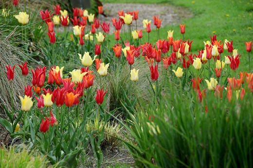 Tulipa 'Aladdin',Tulipa 'Ballerina',Tulipa 'West Point'