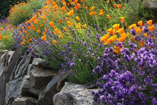 California Poppy, escholtzia Californica, Rock garden, Lavender plant, Lavandula angustifolia, drought tolerant plants, rock garden plants