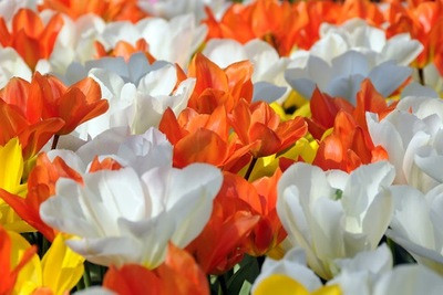 Tulip Orange Emperor, Tulip Purissima, Tulip Yellow Purissima, Tulip combination