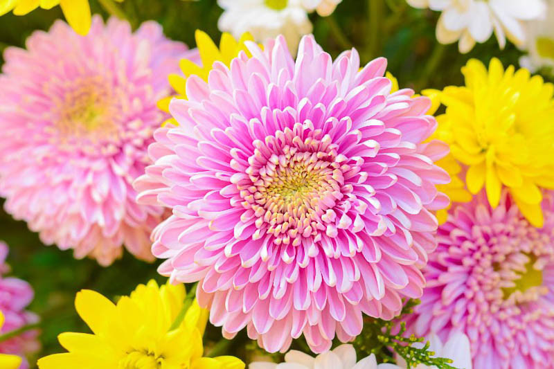 Image of Chrysanthemums summer border flowers