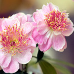Paeonia Lactiflora 'Miss America', Peony 'Miss America', 'Miss America' Peony, Chinese Peony 'Miss America', Common Garden Peony 'Miss America', White Peonies, White flowers, Fragrant Peonies