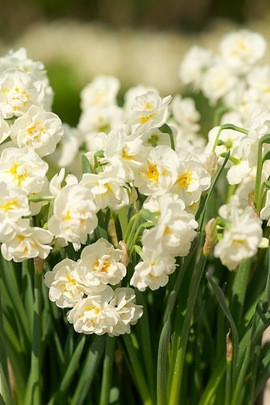 Narcissus 'Bridal Crown', Traditional white garden, white spring flowers, grape hyacinths, Muscari botryoides, Anemone blanda white splendour, narcissus Thalia, narcissus bridal Crown, Snowdrops, Galanthus Nivalis, Leucojum Gravetye Giant