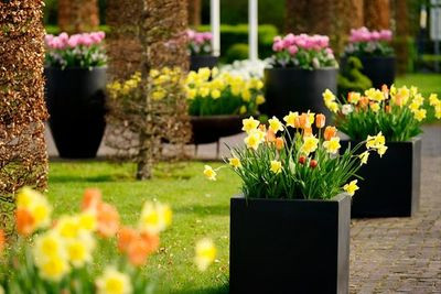 Narcissus'Carlton',Tulipa 'Orange Emperor', Daffodil Carlton, Tulip Orange Emperor