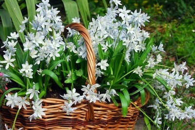 Traditional blue garden, Blue spring flowers, grape hyacinths, Muscari, Scilla siberica, Anemone blanda, Iris reticulata, alliums, Grecian Windflowers