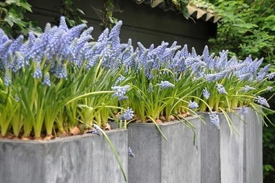 Contemporary blue garden, Blue spring flowers, grape hyacinths, Muscari, Scilla siberica, Anemone blanda, Iris reticulata, alliums, Grecian Windflowers