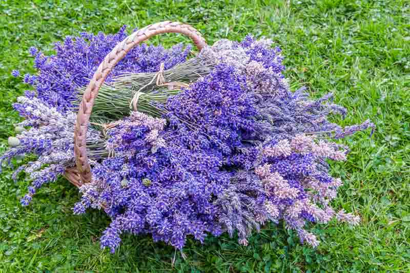 Lavender, Lavender color, English Lavender, Lavender Flower, Spanish Lavender, Lavender bush, French Lavender, Types of Lavender, Lavandula, Lavandula angustifolia, Lavandula stoechas