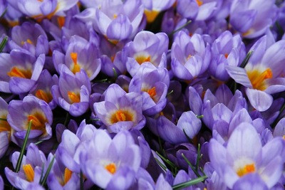 Contemporary blue garden, Blue spring flowers, grape hyacinths, Muscari, Scilla siberica, Anemone blanda, Iris reticulata, alliums, Grecian Windflowers