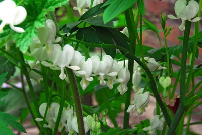 Dicentra spectabilis, Traditional white garden, white spring flowers, grape hyacinths, Muscari botryoides, Anemone blanda white splendour, narcissus Thalia, narcissus bridal Crown, Snowdrops, Galanthus Nivalis, Leucojum Gravetye Giant