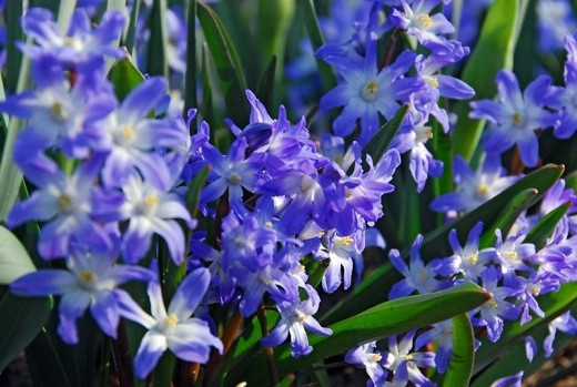 Chionodoxa Forbesii Blue Giant, Glory of the Snow Blue Giant, bulbs that naturalize, perennial bulbs