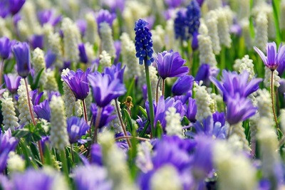 Traditional blue garden, Blue spring flowers, grape hyacinths, Muscari, Scilla siberica, Anemone blanda, Iris reticulata, alliums, Grecian Windflowers