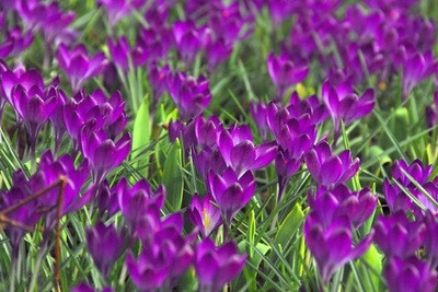 Traditional blue garden, Blue spring flowers, grape hyacinths, Muscari, Scilla siberica, Anemone blanda, Iris reticulata, alliums, Grecian Windflowers
