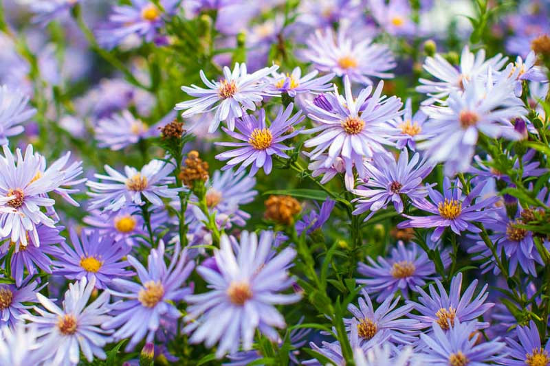 Aster, Asters, September Birth Flower, Birth Flowers, Birth Month Flowers, Birth Flower, Month Birth Flower