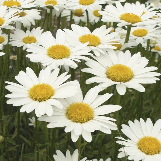 Leucanthemum superbum information, Leucanthemum x superbum information, Shasta Daisy information, Leucanthemum Becky, Leucanthemum Banana Cream, Leucanthemum Crazy daisy