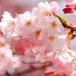 Japanese Flowering Cherries, Prunus pendula, Prunus sargentii, Prunus serrulata, Prunus x yedoensis, Prunus x subhirtella, Spring clowers, Cherry blossoms