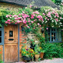 Combining Roses and Clematis, Mixing clematis and roses, Growing clematis and roses, Clematis and Roses Combinations, Best Climbing Roses, Best Clematis, Planting Roses and Clematis, Pruning