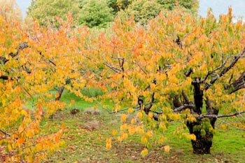 Japanese Flowering Cherries, Prunus pendula, Prunus sargentii, Prunus serrulata, Prunus x yedoensis, Prunus x subhirtella, Spring clowers, Cherry blossoms