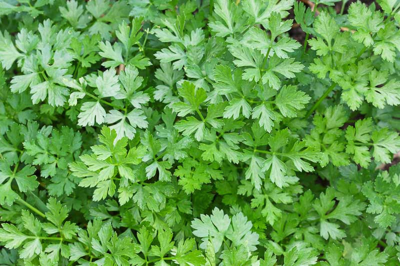 Parsley, Petroselinum crispum, herb, aromatic herb