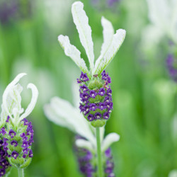 Lavender, English Lavender, Spanish lavender, French Lavender, Common lavender, True Lavender, Spike lavender, lavandula angustifolia, lavandula dentata, lavandula stoechas, lavandula x inter