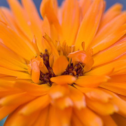 Calendula , Pot Marigold, English Marigold, Poet's Marigold, Orange Flowers, Red Flowers, Yellow Flowers, Calendula officinalis , Annuals, Annual plant, deer resistant flowers