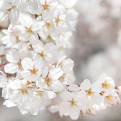 Japanese Flowering Cherries, Prunus pendula, Prunus sargentii, Prunus serrulata, Prunus x yedoensis, Prunus x subhirtella, Spring clowers, Cherry blossoms