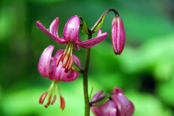  Turk's Cap Lilies,  Martagon Hybrids Group, Lilium Martagon, Lily Martagon Album, Lily Martagon, Lilium Martagon Album, Summer flowering Bulb, early flowering lilies, part shade lilies, part shade flowering bulbs Lilium 'Ariabian Night' Turk's Cap Lilies,  Martagon Hybrids Group, Lilium Martagon, Lily Martagon Album, Lily Martagon, Lilium Martagon Album, Summer flowering Bulb, early flowering lilies, part shade lilies, part shade flowering bulbs