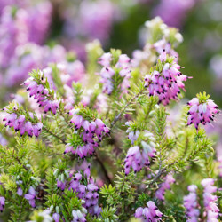 Heath growing information, Heather growing information, How to grow Heather, Heather care, Heath care, Erica carnea, erica darleyensis, calluna vulgaris, Winter heath