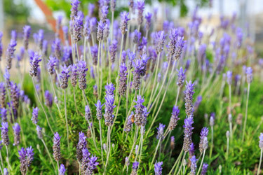 Lavender, English Lavender, Spanish lavender, French Lavender, Common lavender, True Lavender, Spike lavender, lavandula angustifolia, lavandula dentata, lavandula stoechas, lavandula x inter