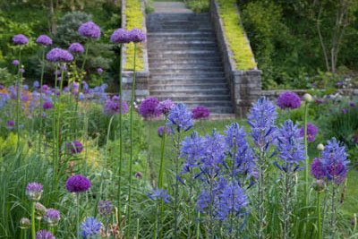 allium, camassia Blue Danube