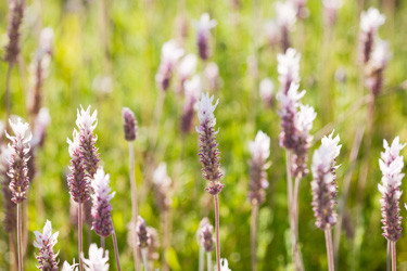 Lavender, English Lavender, Spanish lavender, French Lavender, Common lavender, True Lavender, Spike lavender, lavandula angustifolia, lavandula dentata, lavandula stoechas, lavandula x inter