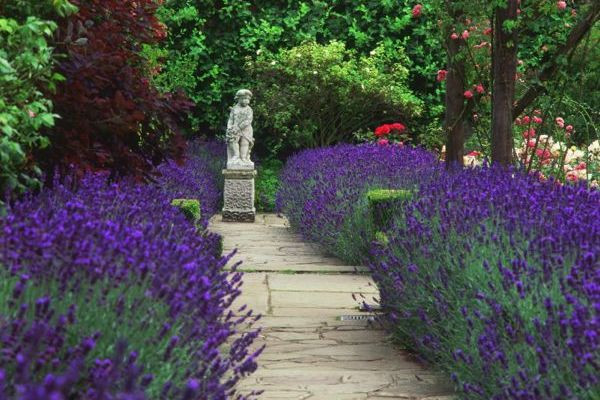 Lavender hedge, Lavender hedging, Lavender hedges, English Lavender, Spanish lavender, French Lavender, lavandula angustifolia, lavandula stoechas, lavandula x intermedia, Lavender path, fragrant hedges