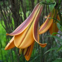 Lilium 'African Queen' , Lily 'African Queen', Trumpet Lily 'African Queen',Summer Bulb, Orange Lilies, Trumpet Lilies, Lily Flower,  Lily Flowers