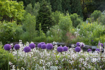 Allium Lucy Ball, Penstemon Digitalis, Chanticleer garden