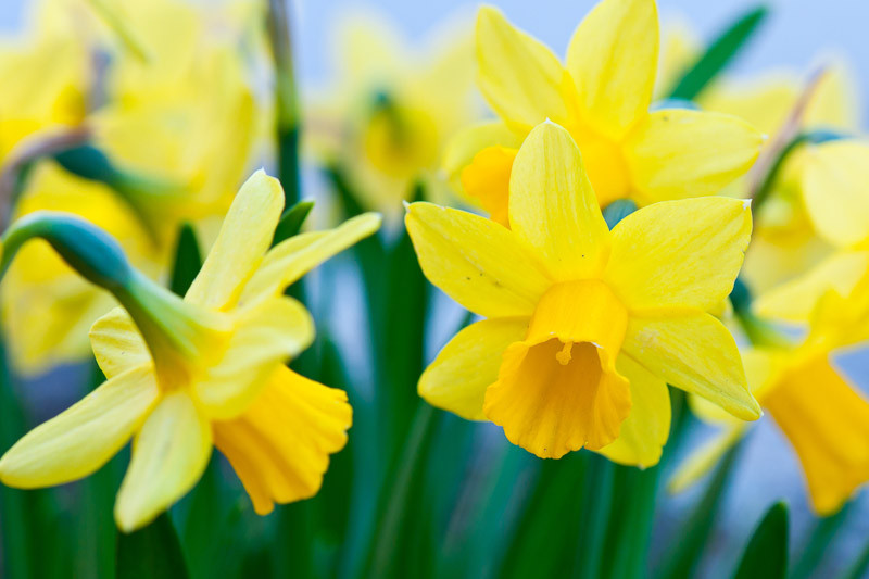 Jonquil, Jonquils, March Birth Flower, Birth Flowers, Birth Month Flowers, Birth Flower, Month Birth Flower