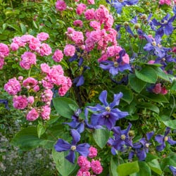 Combining Roses and Clematis, Mixing clematis and roses, Growing clematis and roses, Clematis and Roses Combinations, Best Climbing Roses, Best Clematis, Planting Roses and Clematis, Pruning