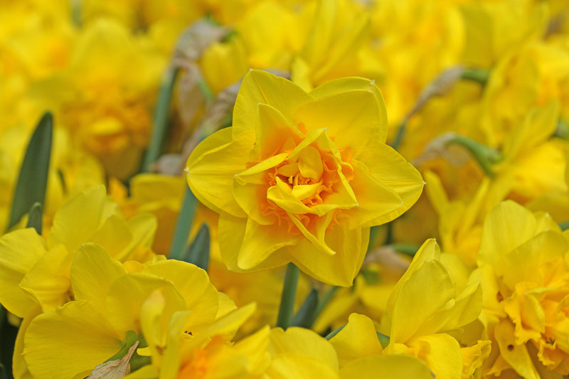 Daffodils, Daffodil, March Birth Flower, Birth Flowers, Birth Month Flowers, Birth Flower, Month Birth Flower