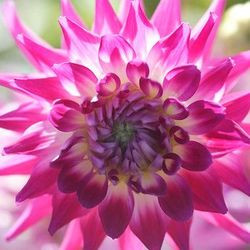 Dahlia 'Dutch Explosion', 'Dutch Explosion' Dahlia, Cactus Dahlias, Bicolor Dahlia Flowers, Purple Dahlias, Dahlia Tubers, Dahlia Bulbs, Dahlia Flower, Dahlia Flowers, summer bulbs 