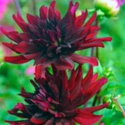 Dahlia 'Nuit d'Ete','Nuit d'Ete' Dahlia, Cactus Dahlias, Black Dahlia Flowers, Dark Dahlias, Dahlia Tubers, Dahlia Bulbs, Dahlia Flower, Dahlia Flowers, summer bulbs 