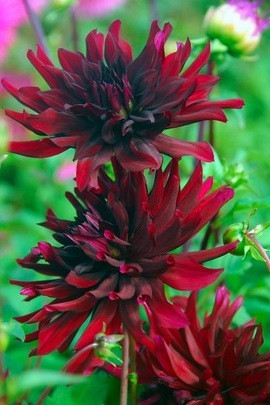 Dahlia 'Nuit d'Ete','Nuit d'Ete' Dahlia, Cactus Dahlias, Black Dahlia Flowers, Dark Dahlias, Dahlia Tubers, Dahlia Bulbs, Dahlia Flower, Dahlia Flowers, summer bulbs 