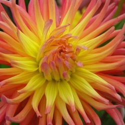 Dahlias, Dahlia Types, dahlia Varieties, Cactus Dahlias, Semi Cactus Dahlias, Decorative Dahlias, Pompon Dahlias, Ball Dahlias, Anemone Dahlias, Collarette Dahlias, Mignon Dahlias, Single Dahlias, Peony Dahlias, Orchid Dahlias, Waterlily Dahlias