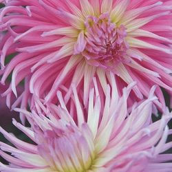 Dahlia 'Star's Favorite', 'Star's Favorite' Dahlia, 'Star's Favourite' Dahlia, Cactus Dahlias, Bicolor Dahlia Flowers, Pink Dahlias, Dahlia Tubers, Dahlia Bulbs, Dahlia Flower, Dahlia Flowers, summer bulbs 