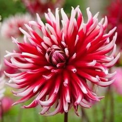 Dahlia 'Friquolet'
