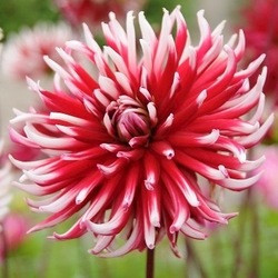 Dahlia Friquolet, Cactus Dahlia