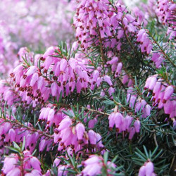 Heath growing information, Heather growing information, How to grow Heather, Heather care, Heath care, Erica carnea, erica darleyensis, calluna vulgaris, Winter heath