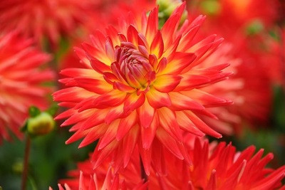 Dahlia Karma Bon Bini