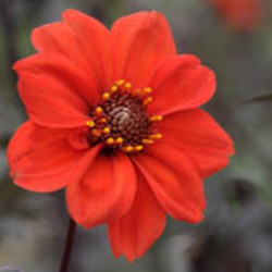 Dahlia 'Bishop of Llandaff', Dahlia with dark foliage, Peony-Flowering Dahlias, Single-Flowered Dahlias, Miscellaneous Dahlias, Red Dahlia Flowers, Dahlia Tubers, Dahlia Bulbs, Dahlia Flower, Dahlia Flowers, summer bulbs 